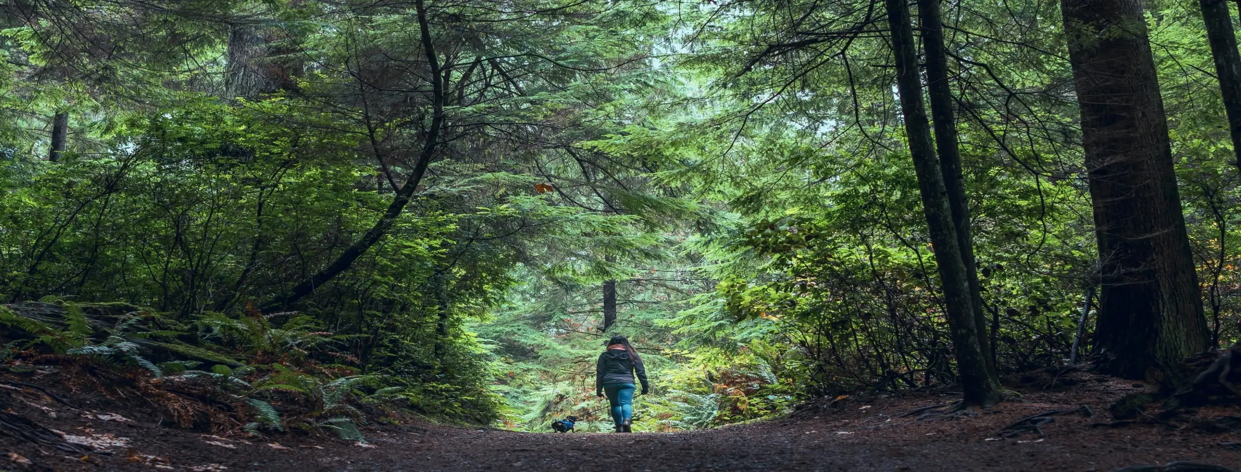 Image for Filfil Forest Hiking